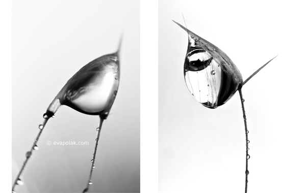 Abstrac image of water and dandelion